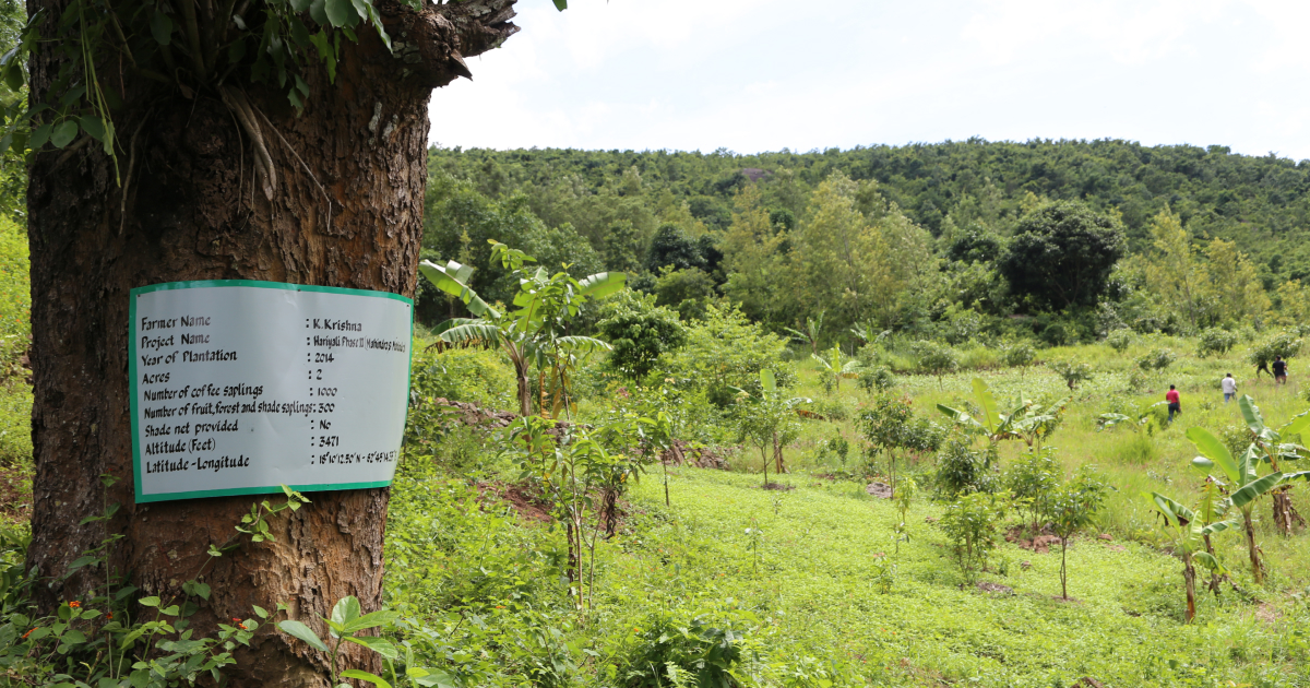 Araku Valley trees, as part of project Hariyali